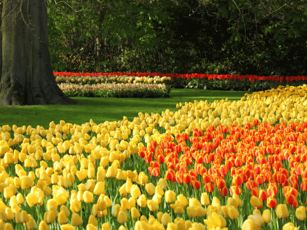 Hollanda'da Çiçekler Tehdit Altında